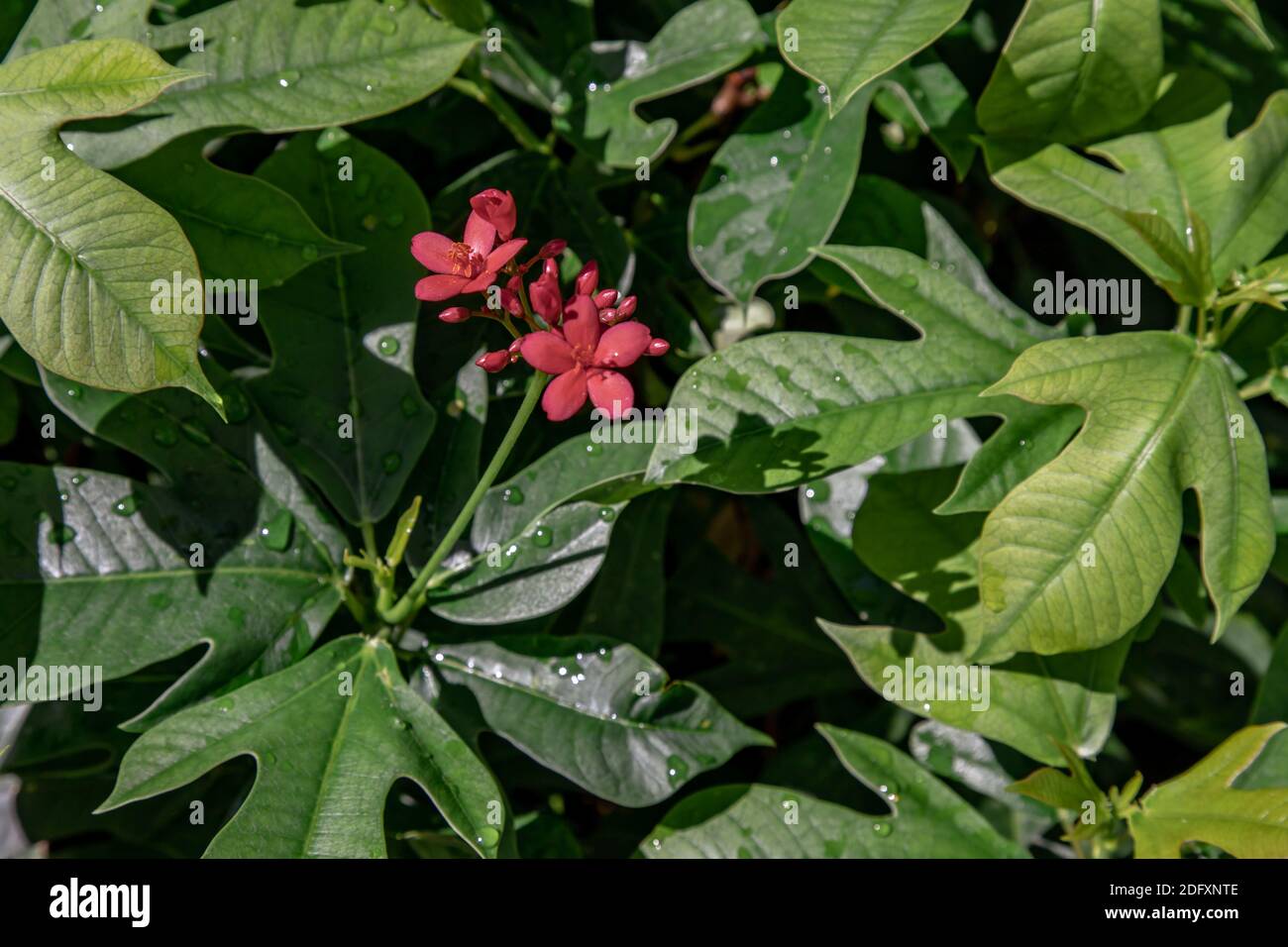 Jatropha integerrima (commonly known as peregrina or spicy jatropha). A ...