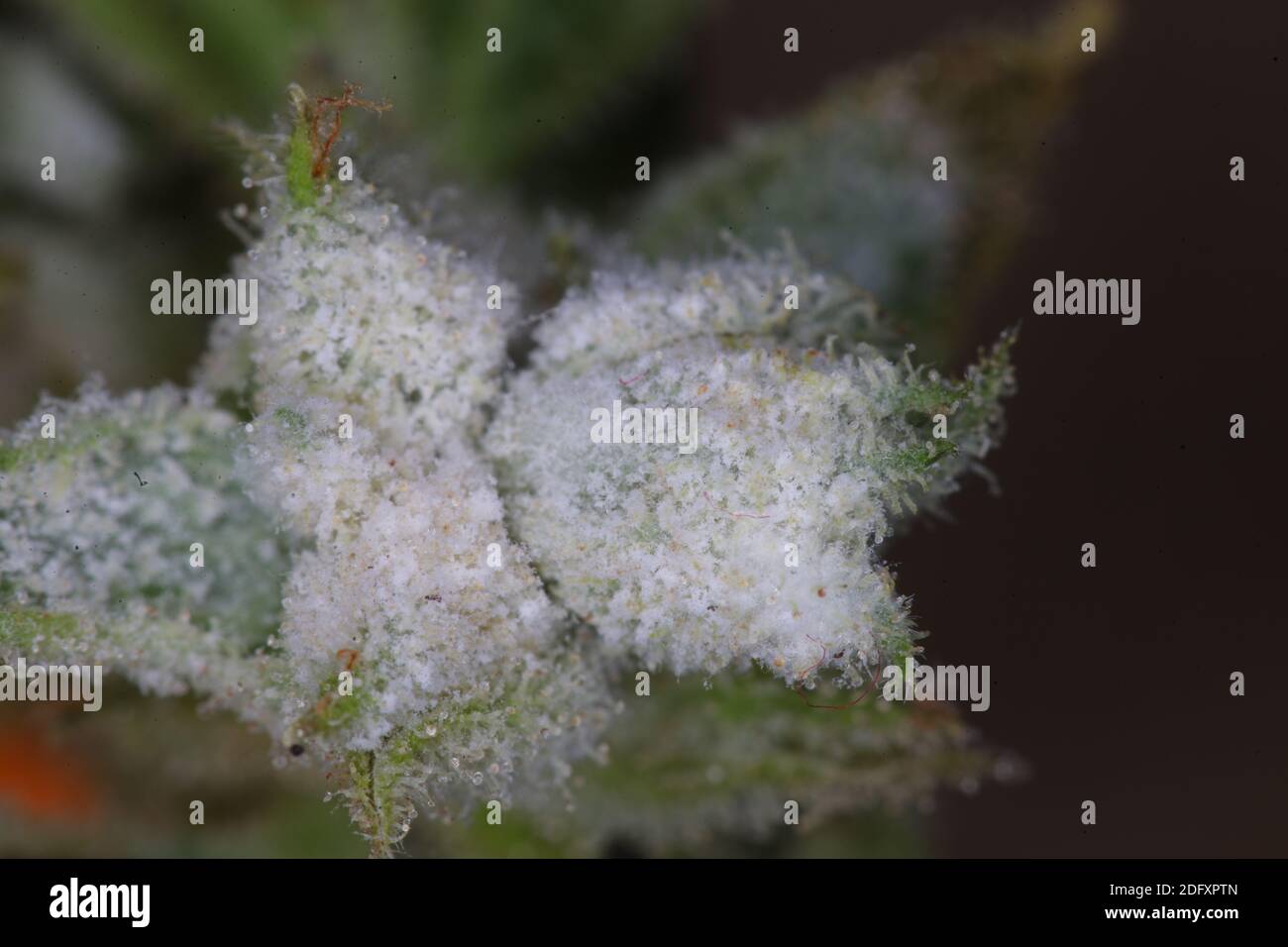 white mold on the hemp plant Stock Photo