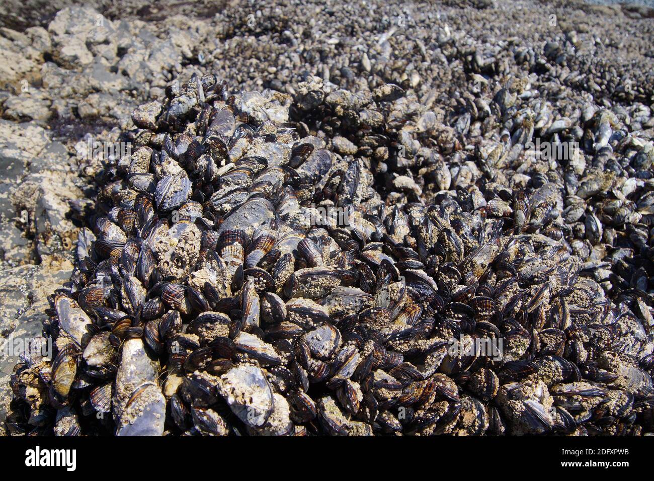 Large collection of mussels and barnacles on Cobble Beach, Yaquina Head