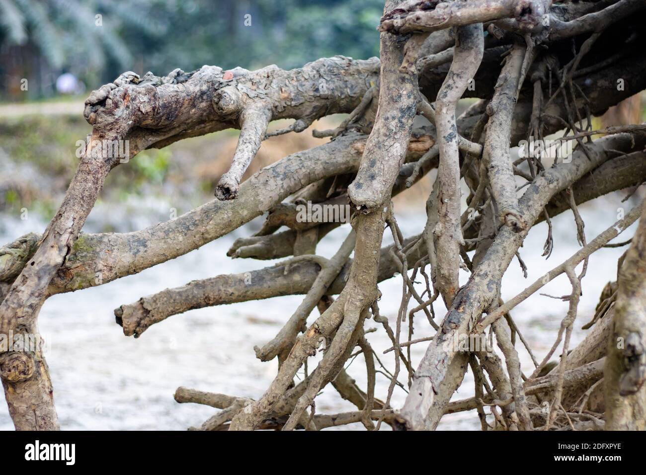 Open tree roots drying beside the sand land Stock Photo - Alamy