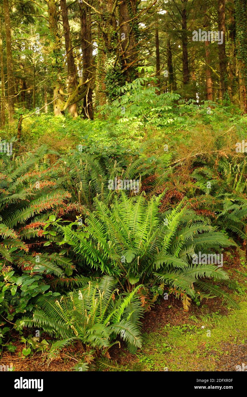 Ferns along a coastal forest trail, Otter Crest, Oregon Coast Stock