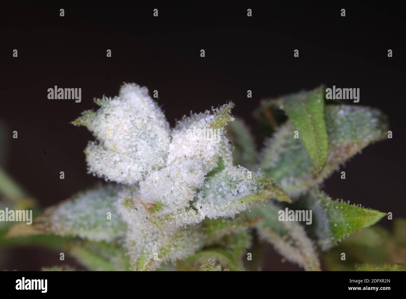 white mold on the hemp plant Stock Photo