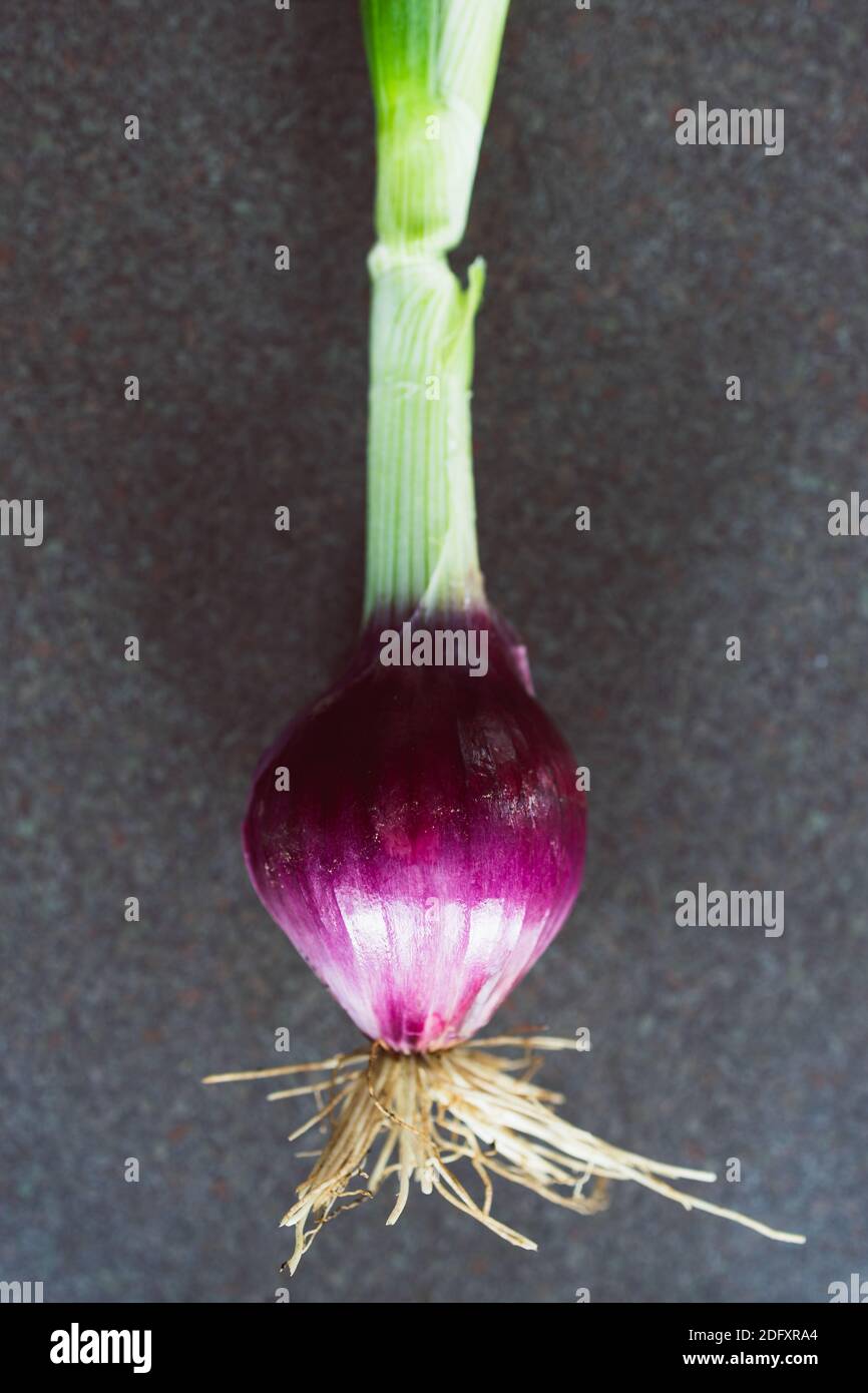 simple food ingredients concept, fresh red onion with leaves and roots