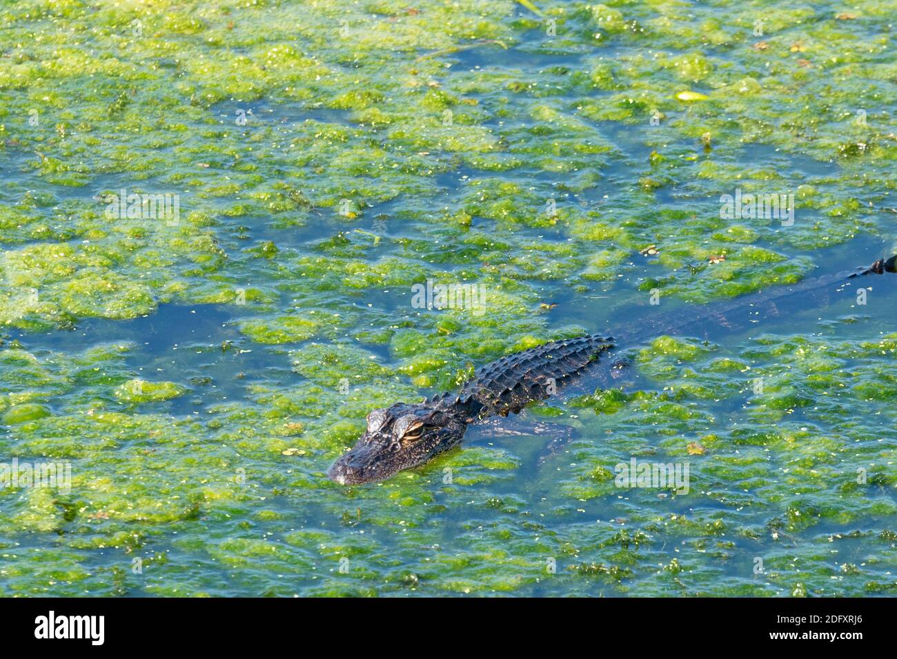 Florida alligator amongst green algae along the edge of Lake Apopka at Winter Garden in Orange County, Florida. (USA) Stock Photo