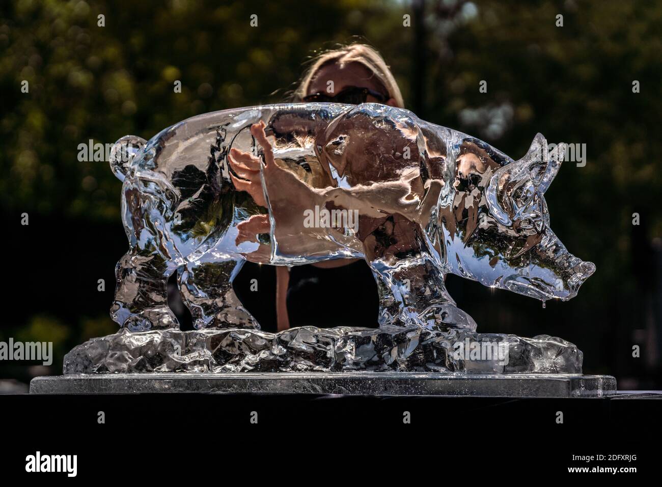 PETA Heatwave Protest. The animal rights activists PETA place a trio of animal ice sculptures including a cow, pig and chicken to slowly melt, London Stock Photo
