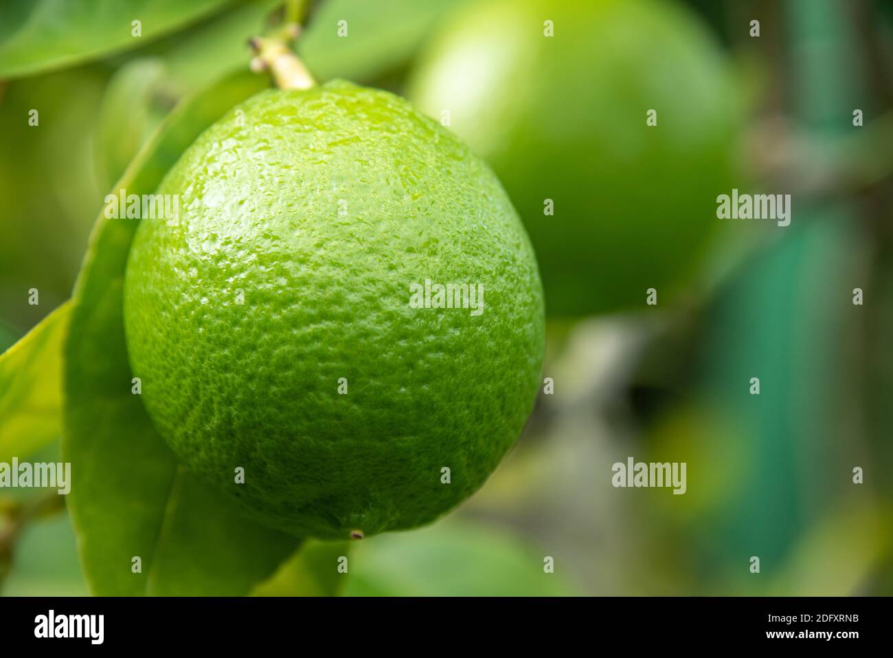 Ripe Florida Persian limes. Stock Photo