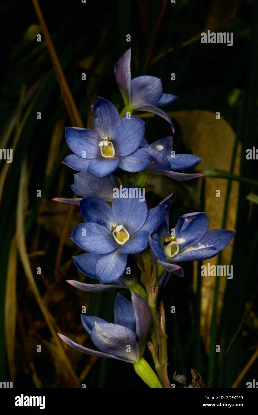 Tall Sun Orchids (Thelymitra Media) are very similar to the more common, also blue, Spotted Sun Orchids (Thelymitra Ixiodes) - without the spots! Stock Photo