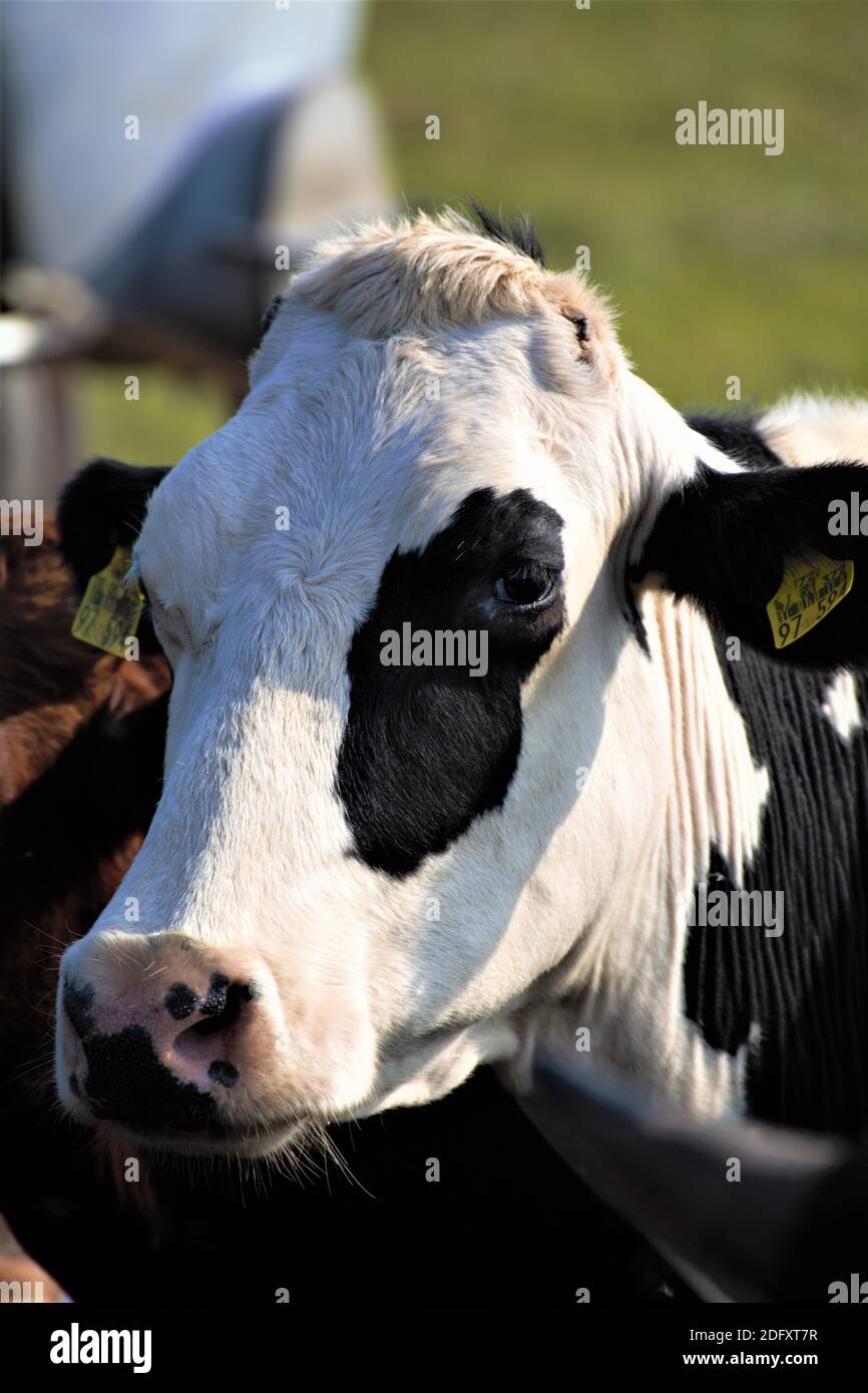 cow and calf Stock Photo - Alamy