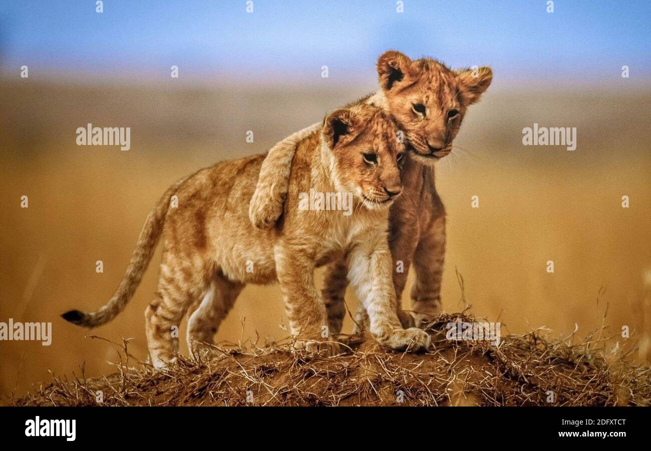 Page 32 F R I E N D S High Resolution Stock Photography And Images Alamy