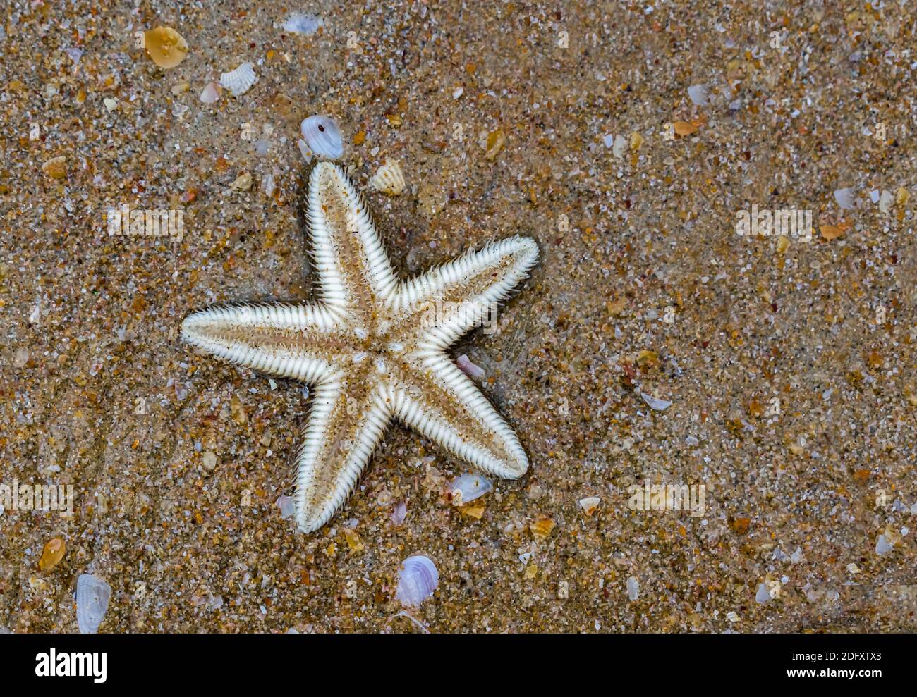 Beautiful photo of starfish aka sea star of family Asteroidea with beach sand background. It beached up dead due to climate change and global warming. Stock Photo