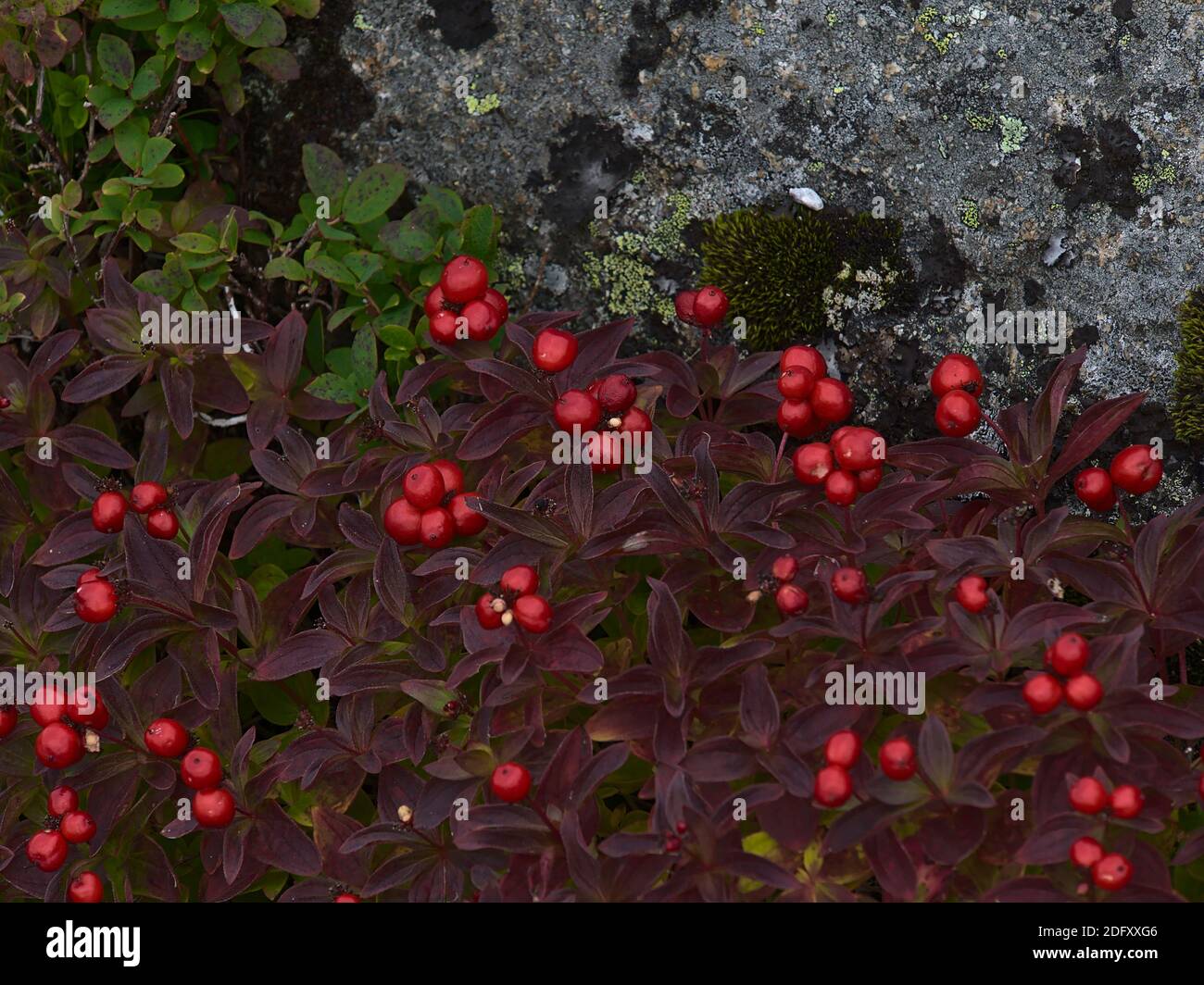 Closeup view of cornus suecica (dwarf cornel, bunchberry) bush with ripe red colored berries and purple discolored leaves between rocks in late summer. Stock Photo