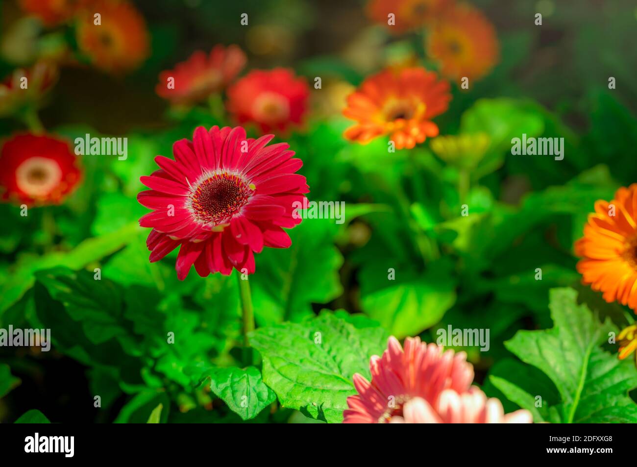 Red gerbera flower on blur background of orange and pink gerbera flowers in garden. Decorative garden plant or as cut flowers. Gentle red petals Stock Photo