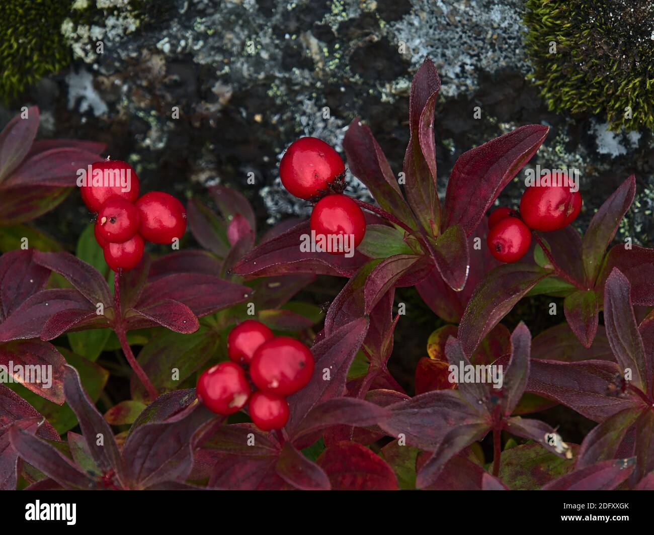 Close-up view of cornus suecica (dwarf cornel, bunchberry) bush with ripe red colored berries and purple discolored leaves near Digermulen, Norway. Stock Photo