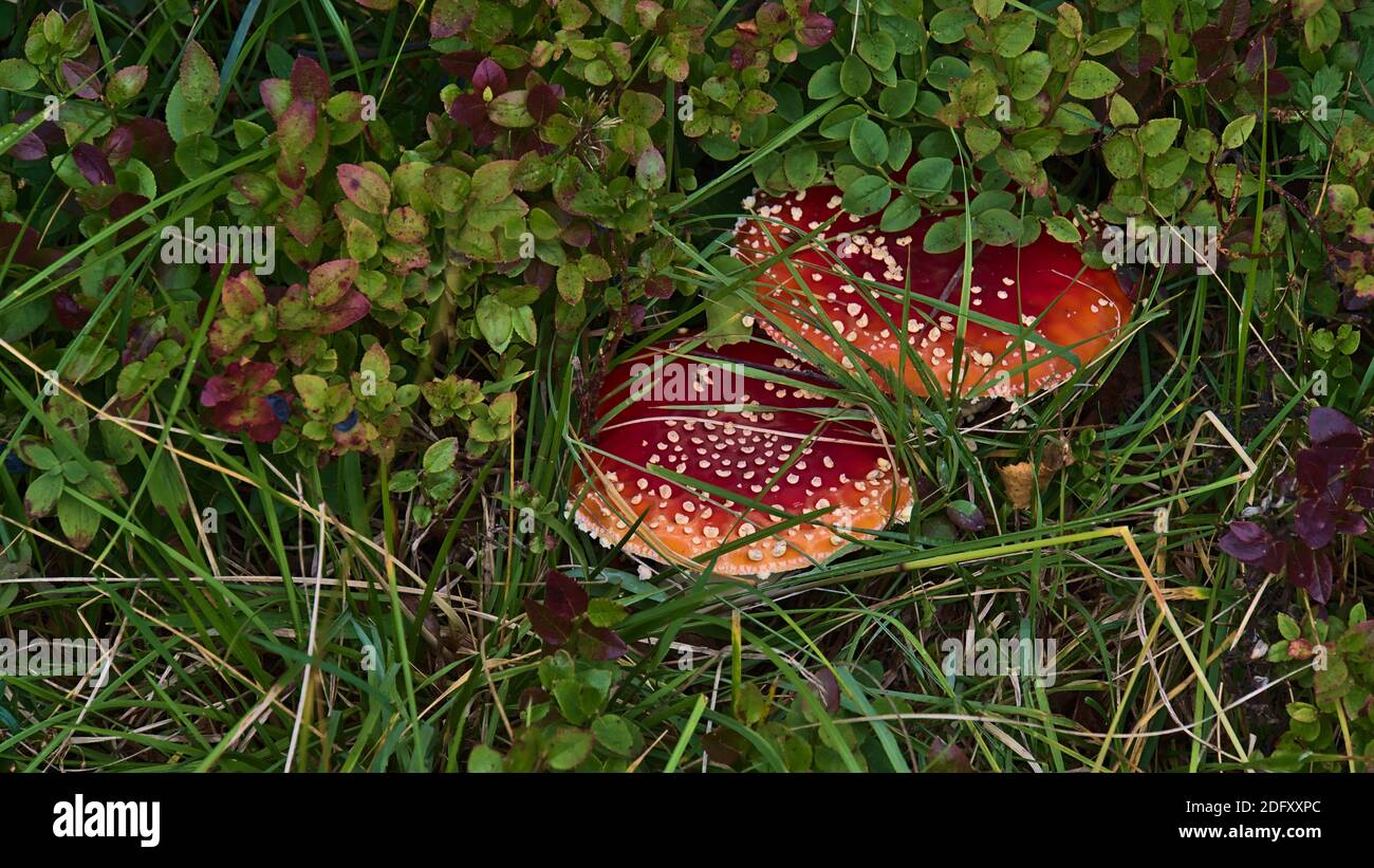 Closeup view of toxic fly agaric mushrooms (amanita muscaria) with red color and white dots hidden between green blueberry bushes in forest. Stock Photo