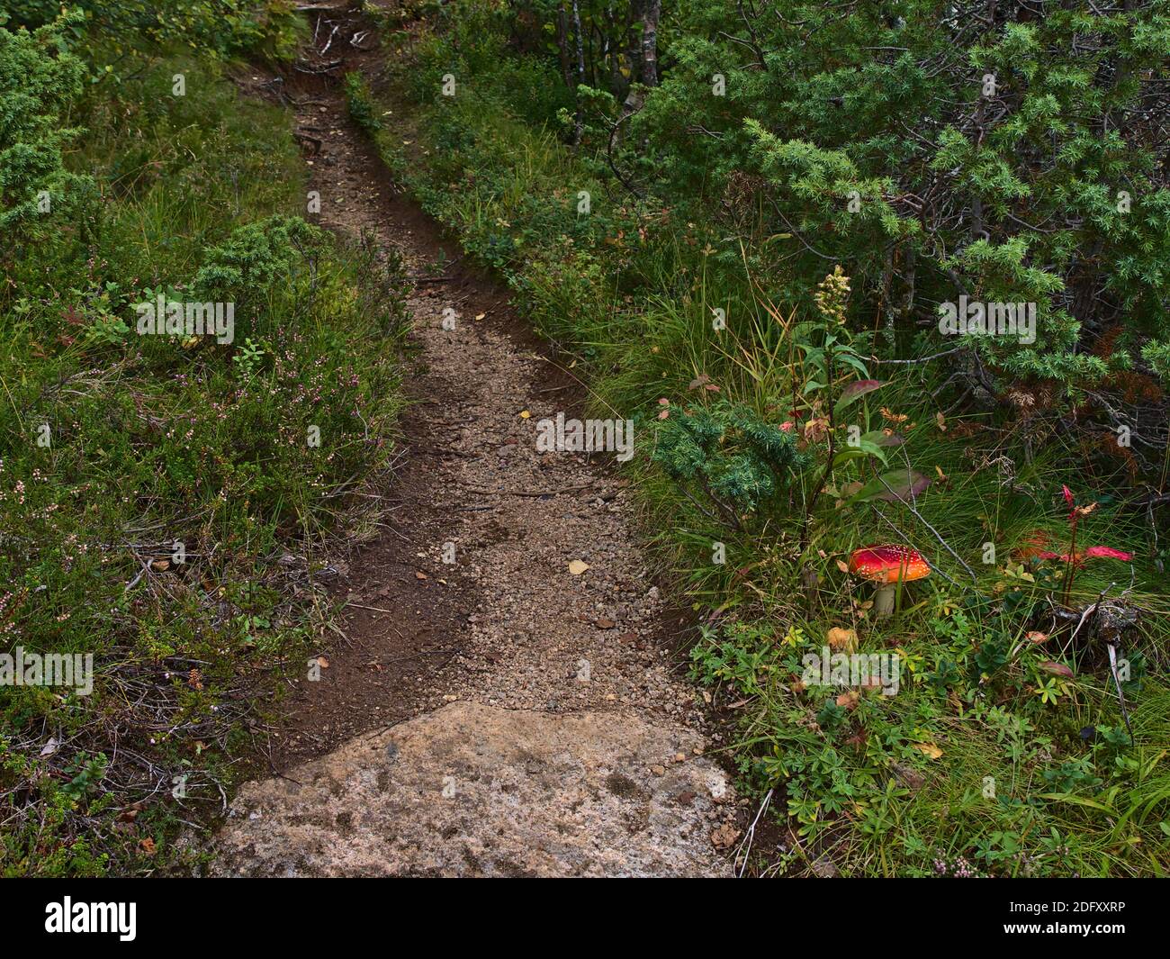Hiking trail in forest near Digermulen, Hinnøya island, Vesterålen, Norway with green vegetation and red colored poisonous fly agaric mushroom. Stock Photo
