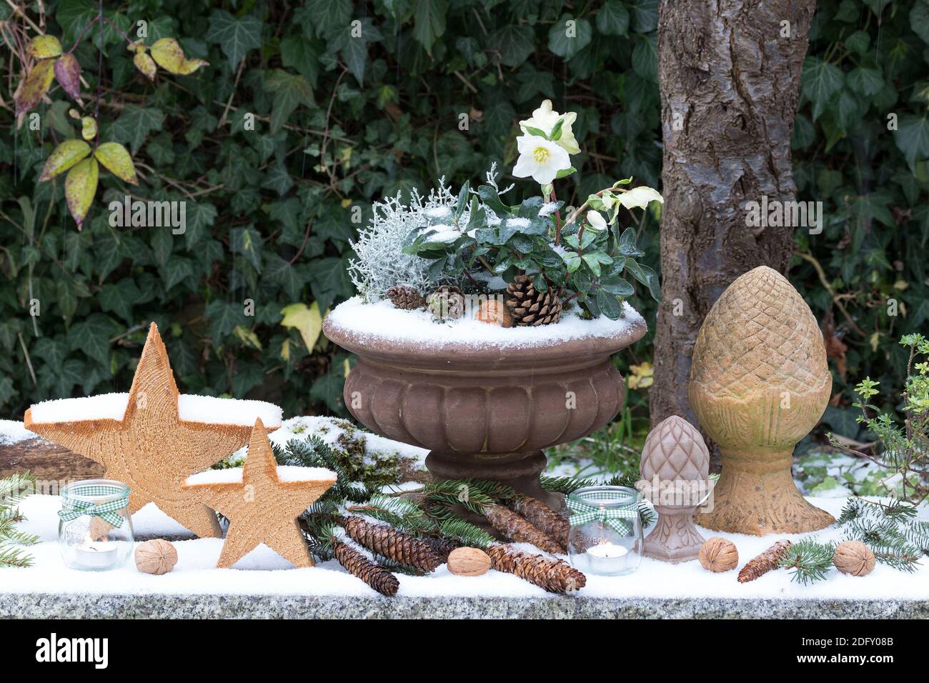 winter garden decoration with helleborus niger in plant vase and wooden stars Stock Photo