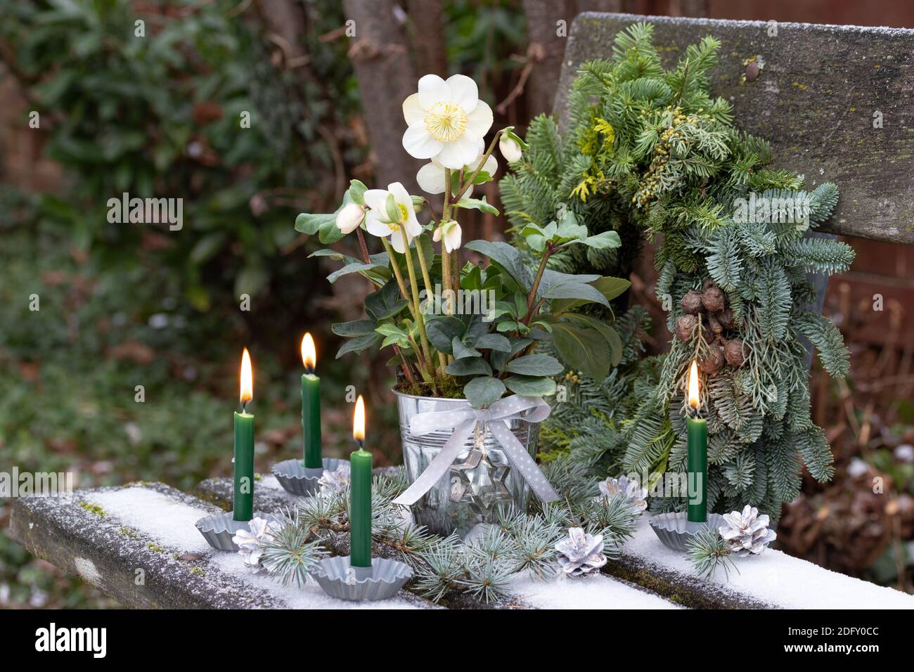 christmas decoration with helleborus niger and green advent candles Stock Photo