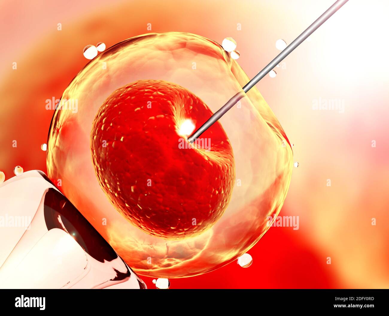 Cell injection artificial insemination. Needle puncture the cell
