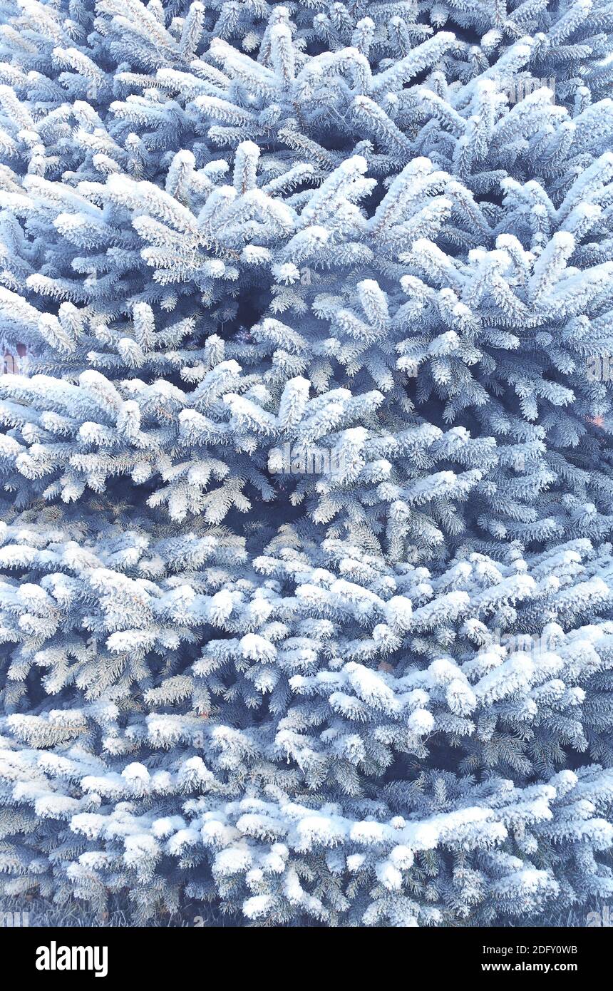 Vertical Christmas background with branch of blue spruce covered with frost. Holiday xmas banner with frozen branches of fir tree.  Photo toned in blu Stock Photo