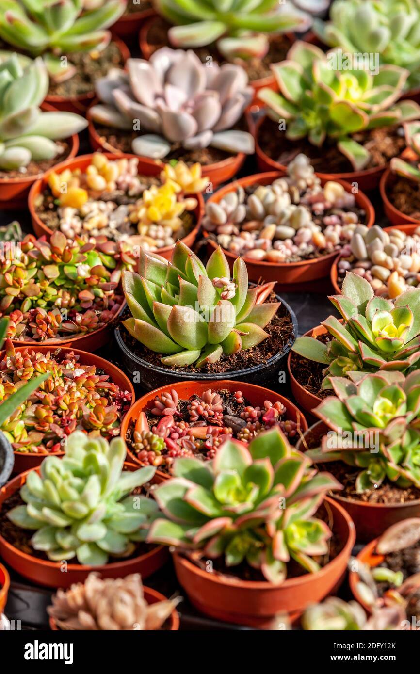 Succulent plants with blooming echeveria Stock Photo