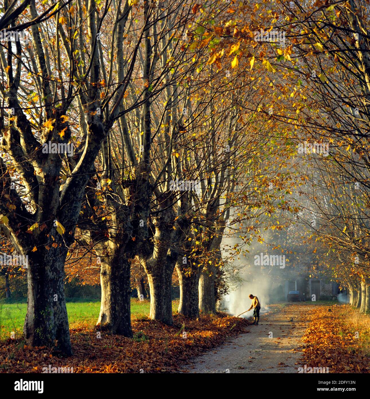 Avenue of London Plane trees in  autumn Stock Photo