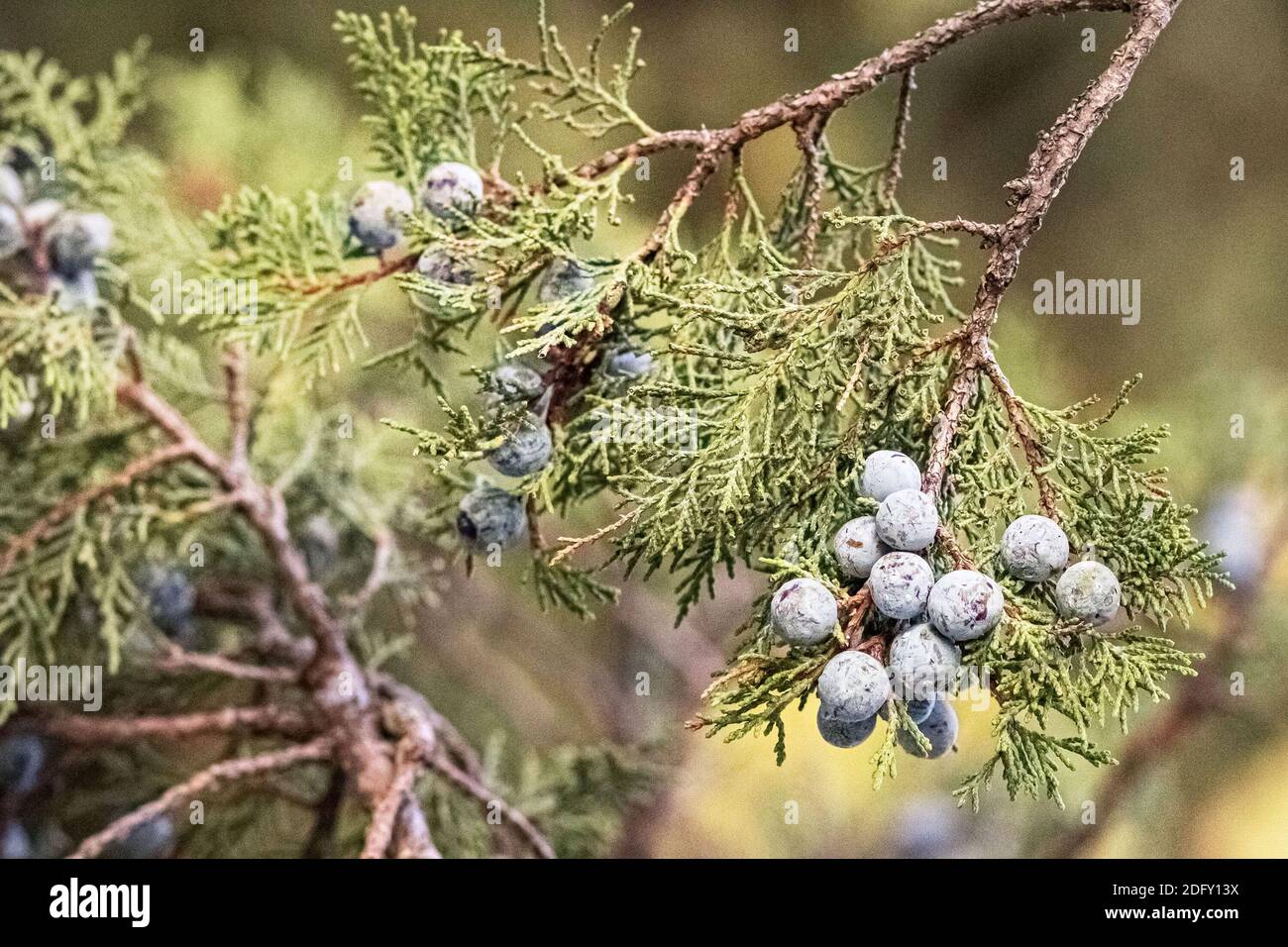 Thuja tree branch with blue berries in a relic forest. Stock Photo
