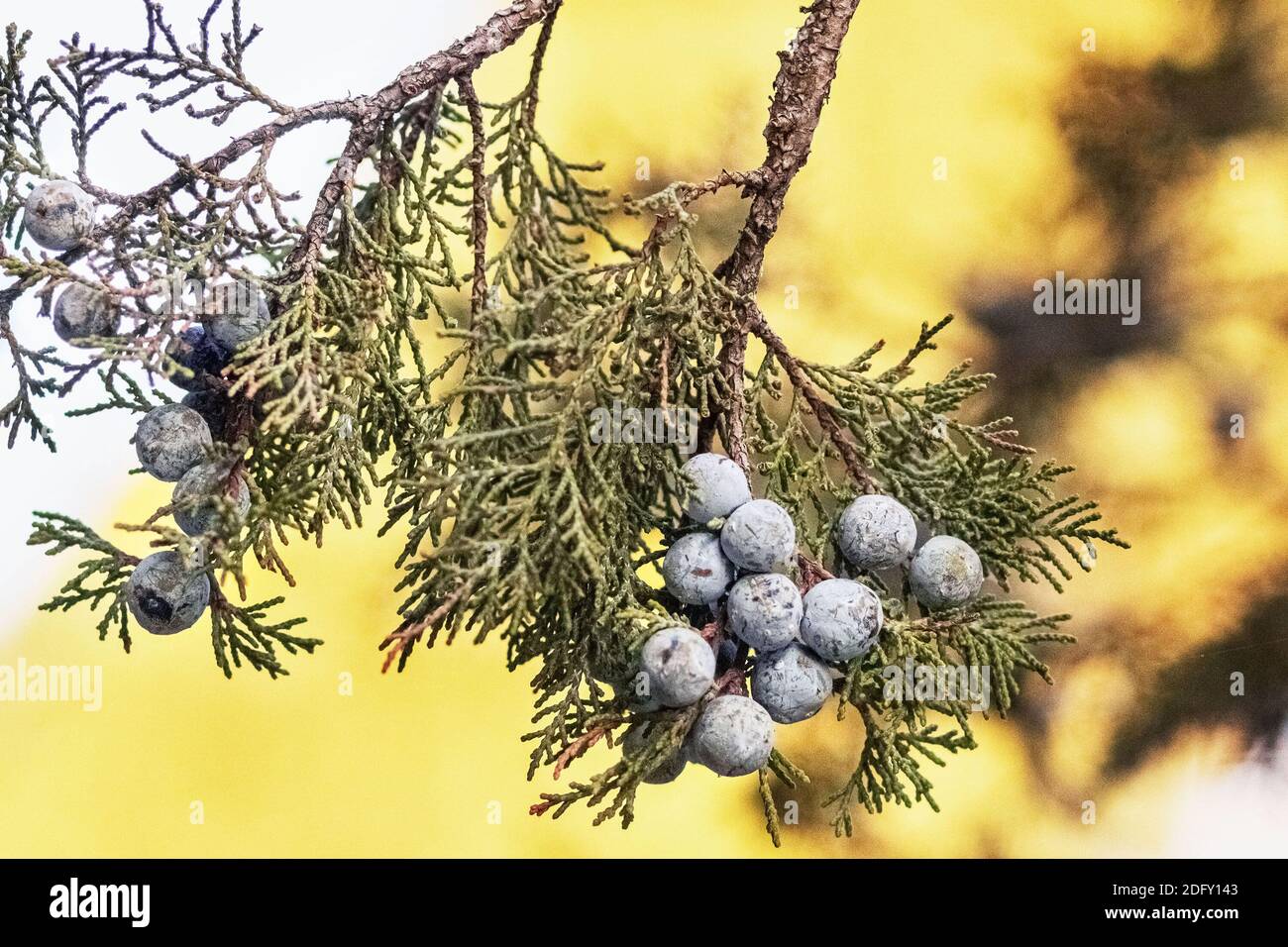 Thuja tree branch with blue berries in a relic forest. Stock Photo