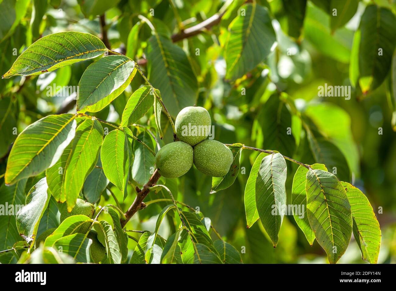Green walnuts growing on a tree, close up Stock Photo
