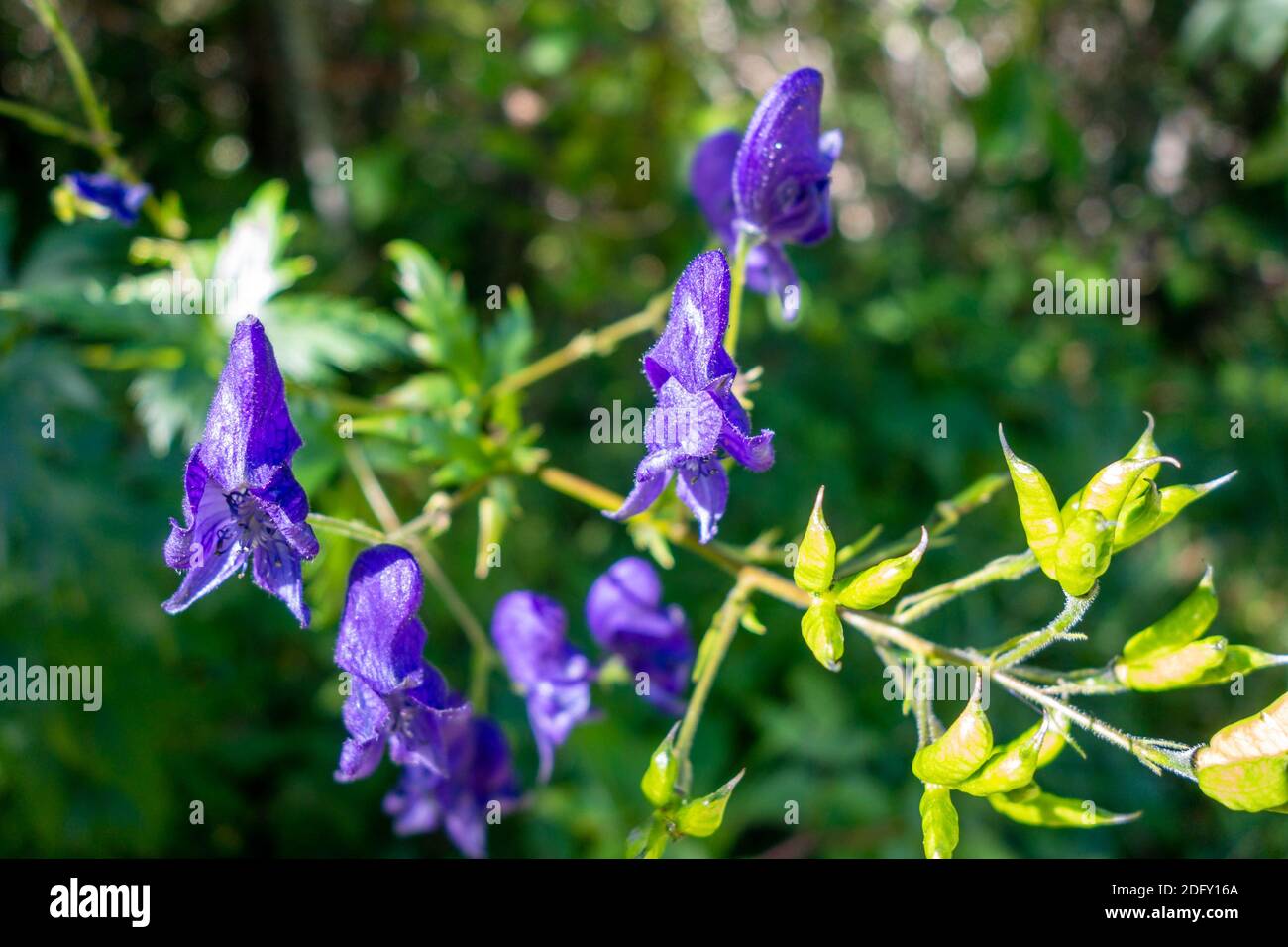 Aconitum variegatum flowers close up view in Vanoise national Park, France Stock Photo