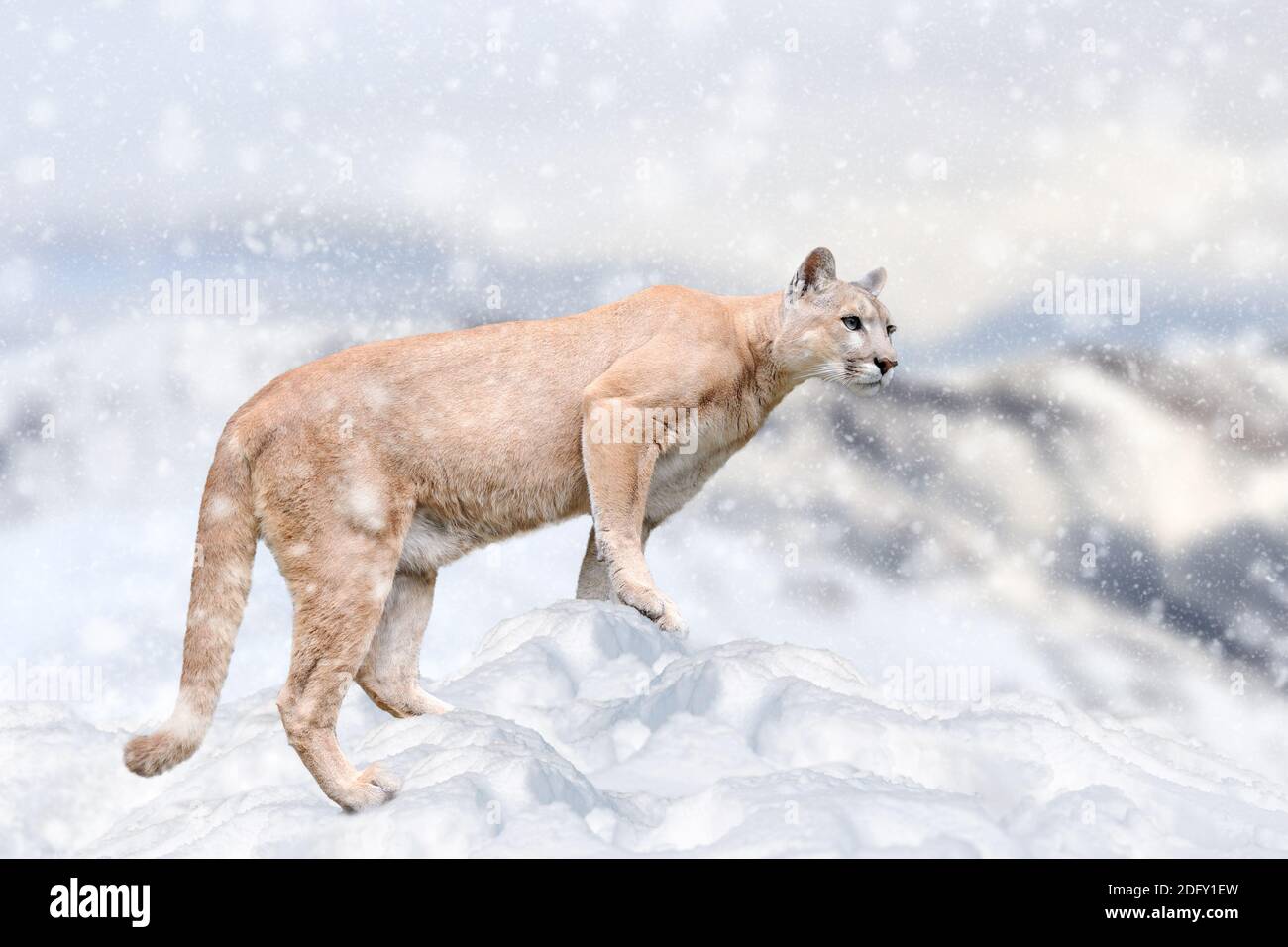 Portrait of a cougar on a snowdrift. Winter scene in the forest, wildlife nature Stock Photo