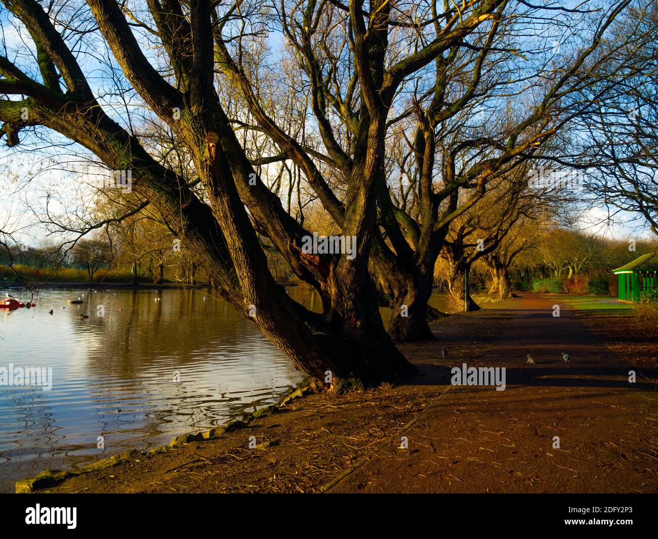 Winter sunlight by the lake in Locke Park with mature willow trees in a public park in Redcar North Yorkshire Stock Photo