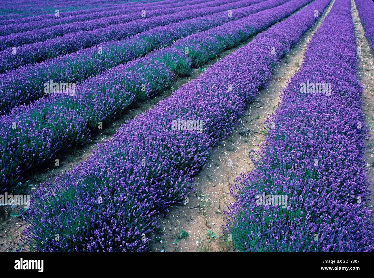Field of Norfolk Lavender Stock Photo