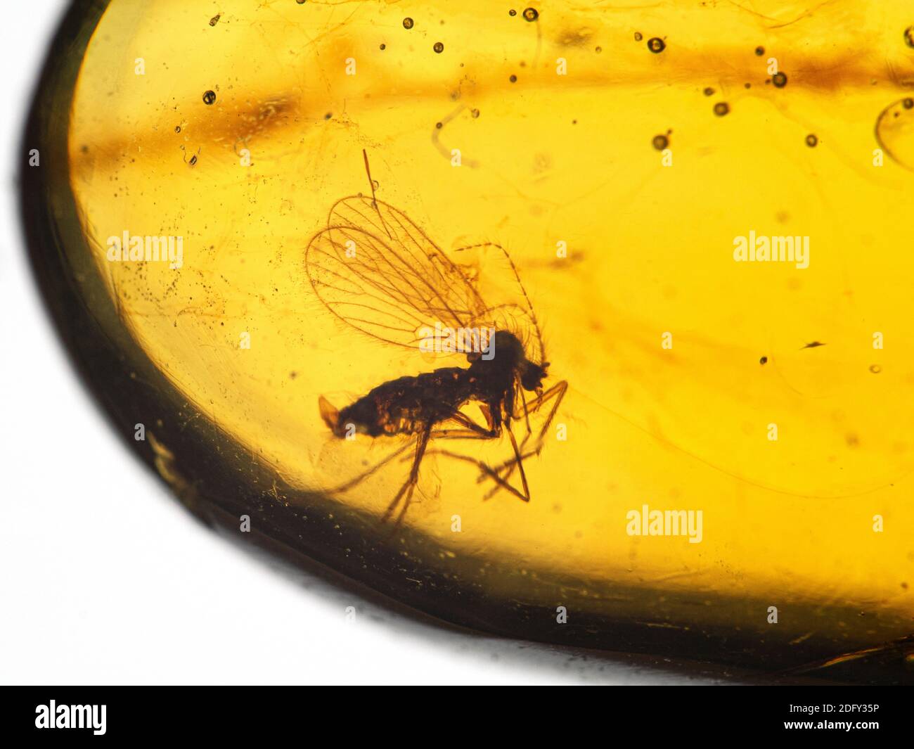 Fly fossilized inside a piece of 99 million year old Burmese amber ...