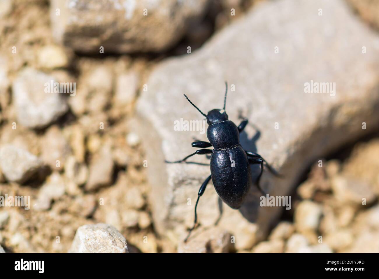 Desert Stink Beetle or Eleodes Armata on a stone. Stock Photo