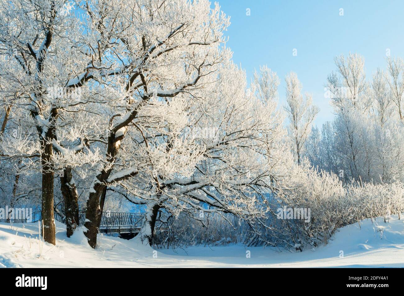 Winter landscape, snowy winter trees covered with ice and frost in sunny day. Wonderland winter forest with snowfall over trees Stock Photo