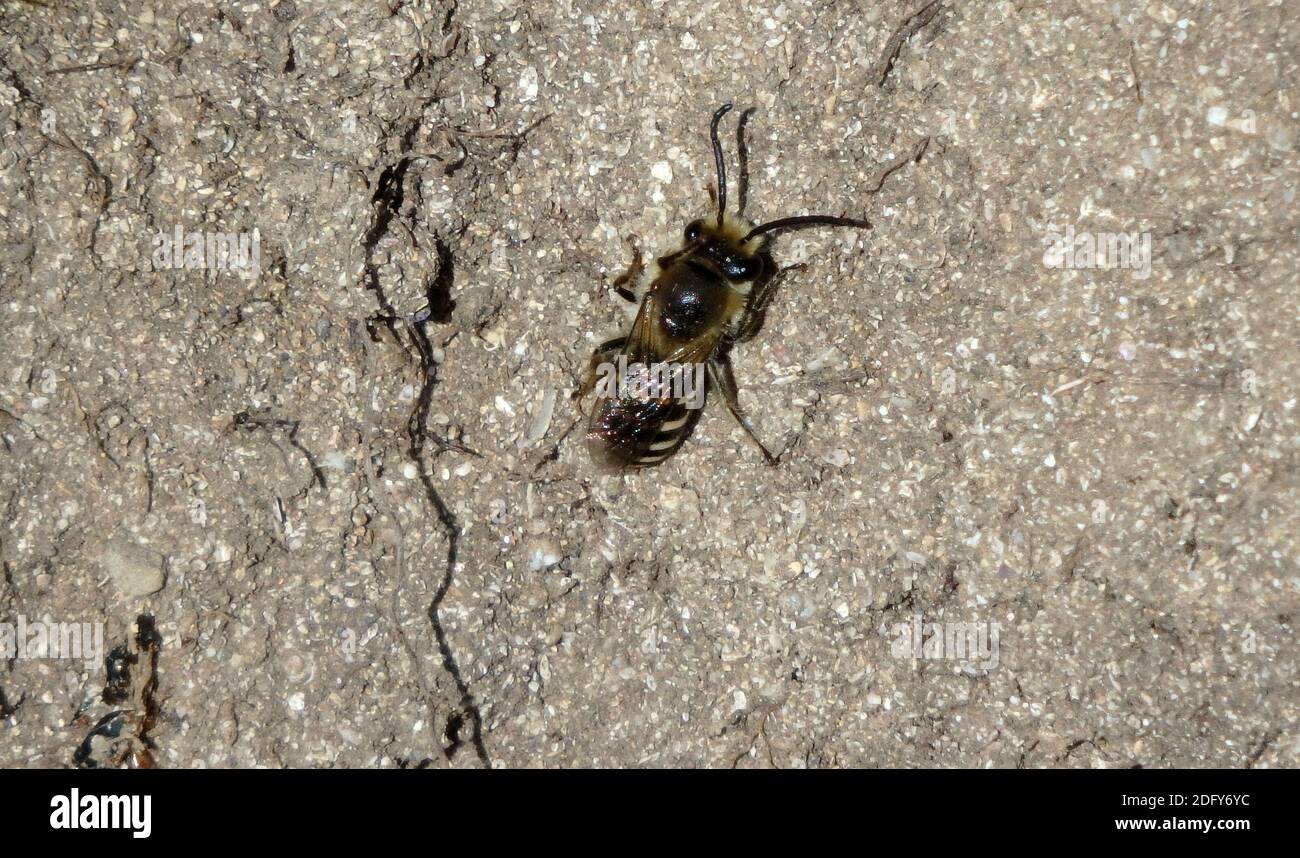 Leafcutter Bee ( Megachile species ) A Type of Masonry Bee, On The Ground, UK Stock Photo