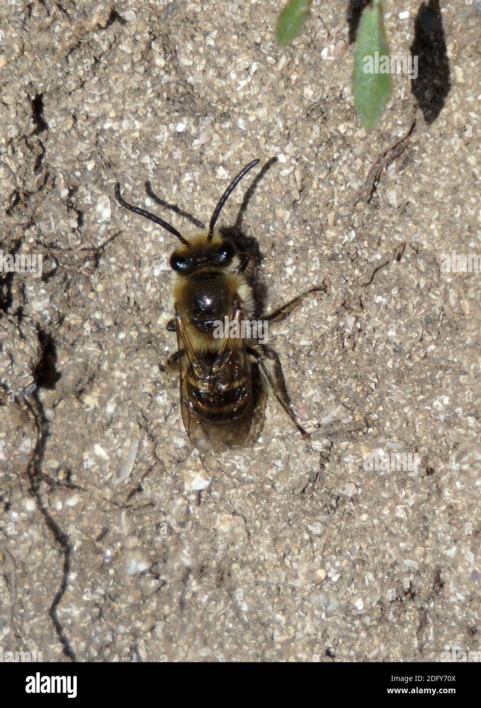 Leafcutter Bee ( Megachile species ) A Type of Masonry Bee, On The Ground, UK Stock Photo