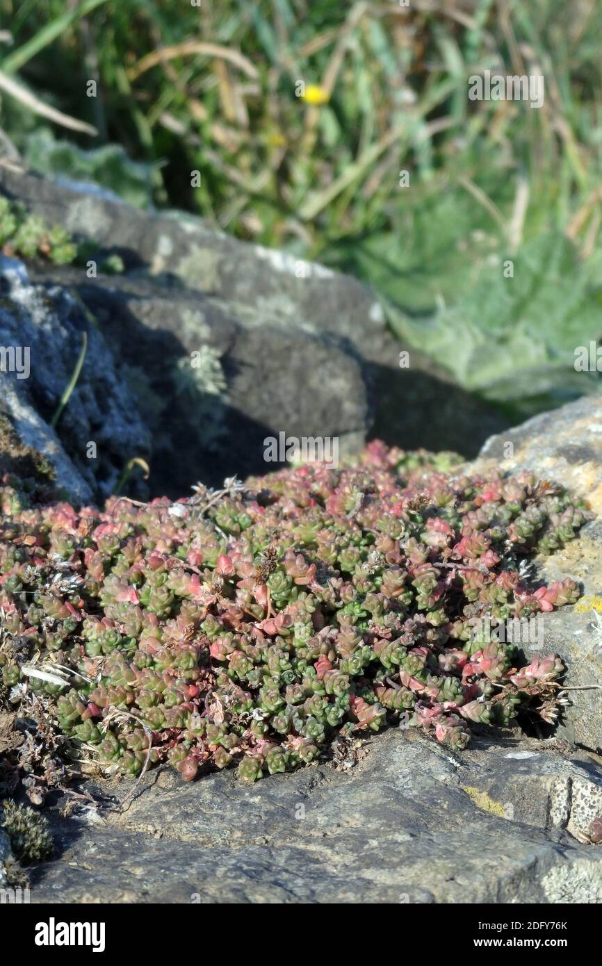 English Stonecrop ( Sedum anglicum ) Wildflower Succulent Plant Growing in a Rocky Setting, UK Stock Photo