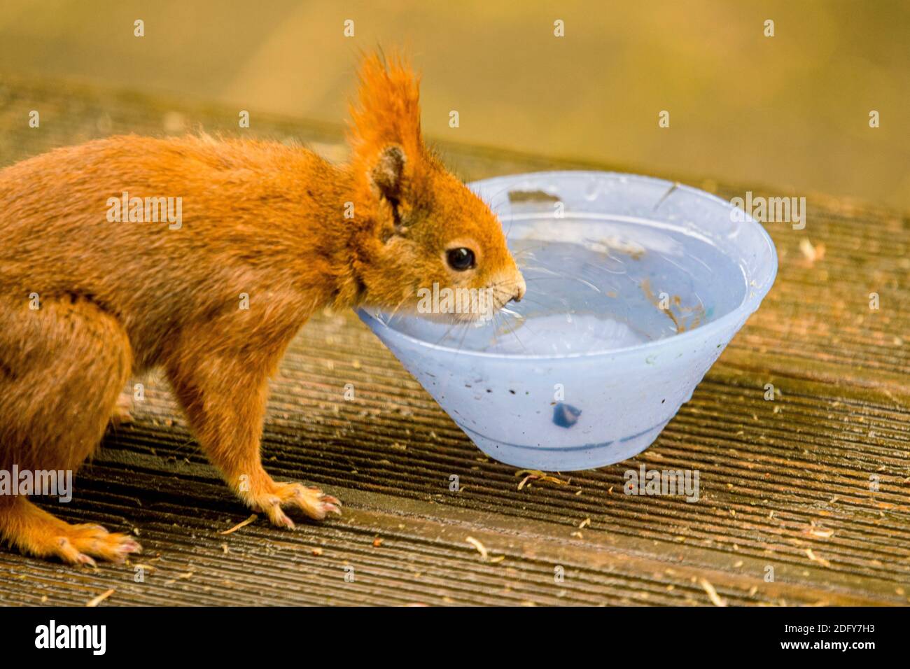 Squirrel drinks from blue bowl Stock Photo - Alamy