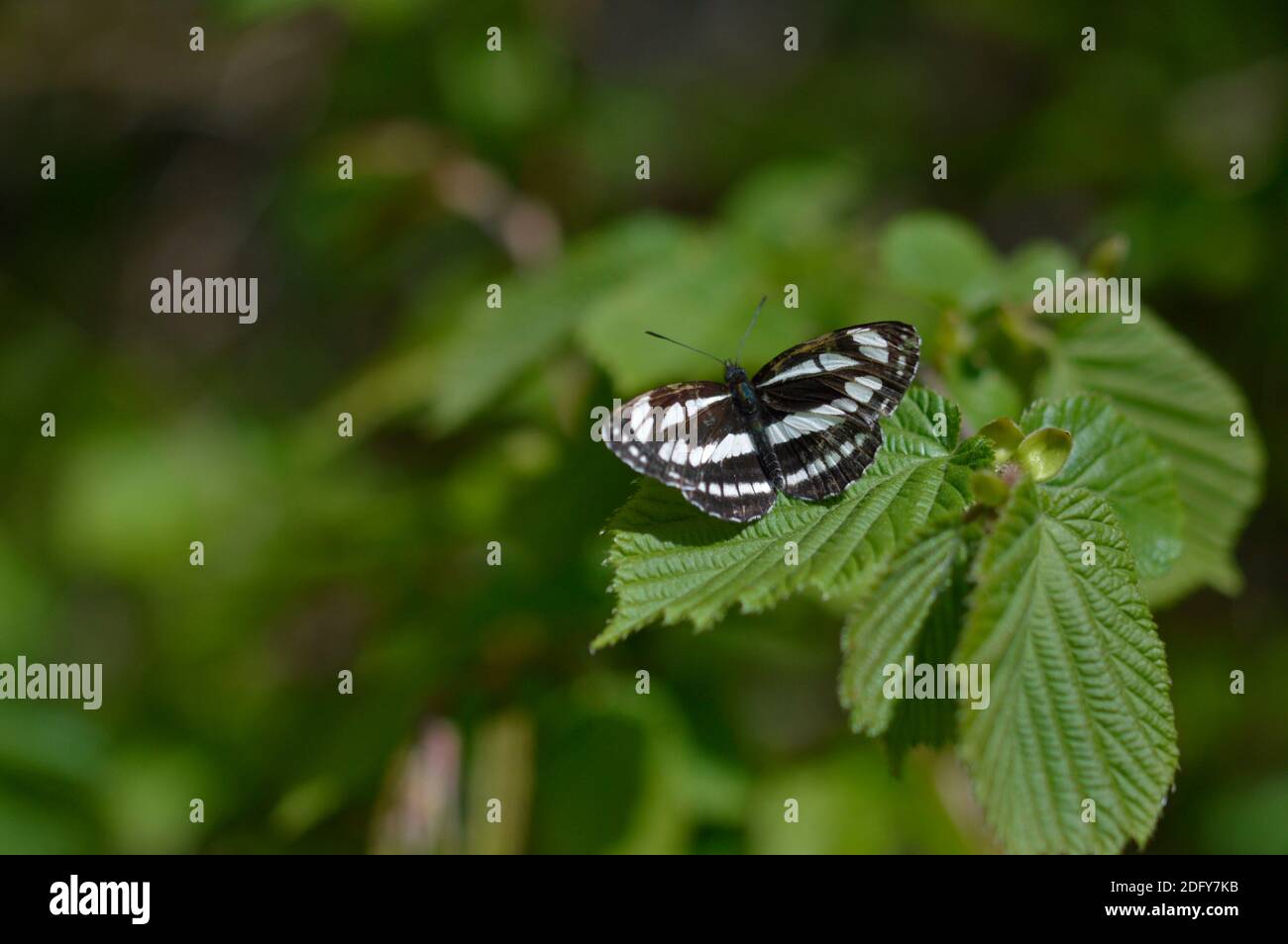 Common sailor black and white butterfly open wings on a leap close up macro. Stock Photo