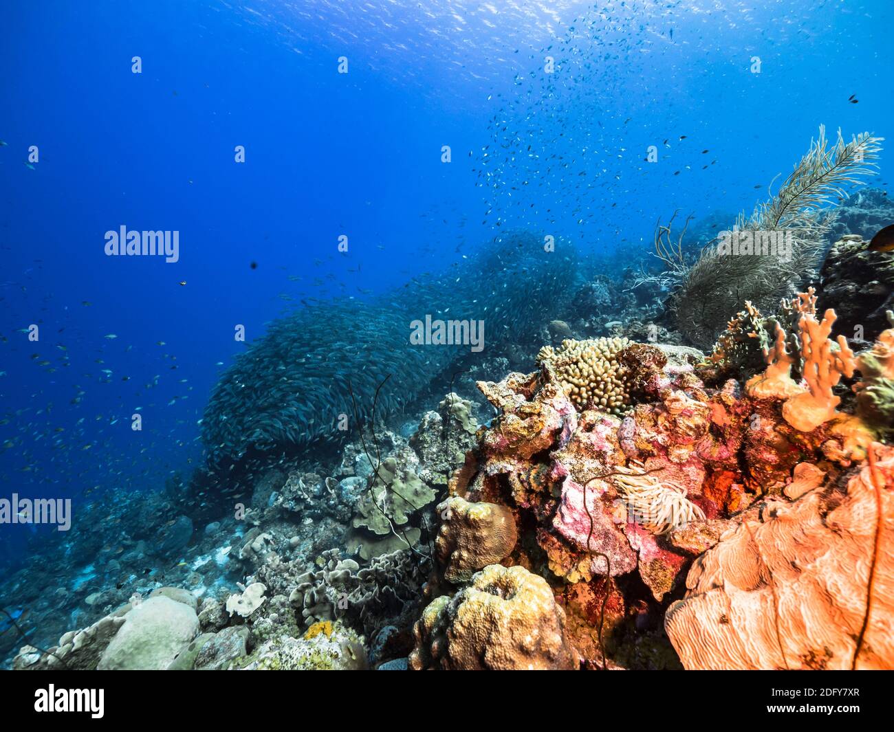 Bait Fish High Resolution Stock Photography and Images Alamy