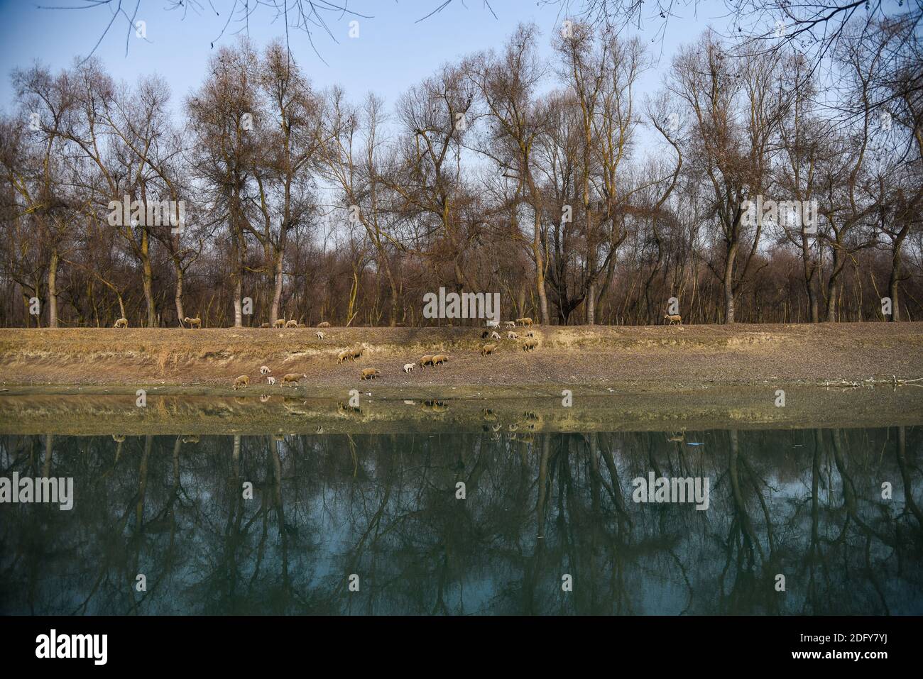 Ganderbal, India. 07th Dec, 2020. Trees seen reflected in River sindh