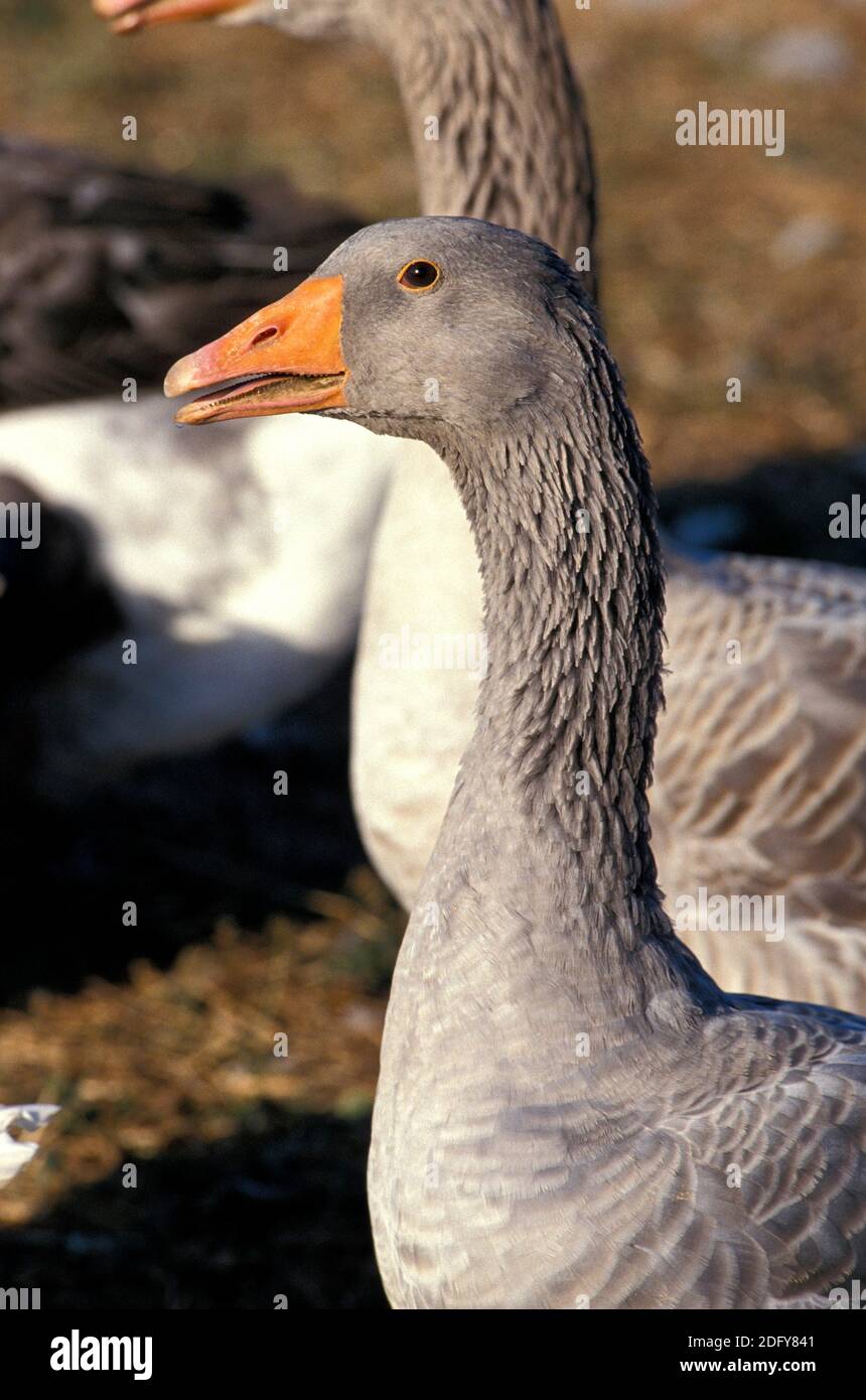 Toulouse Goose, Breed producing Pate de Foie Gras in the South of France Stock Photo
