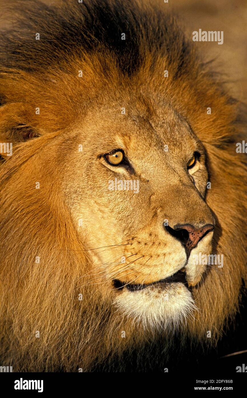 African Lion, panthera leo, Portrait of Male Stock Photo - Alamy