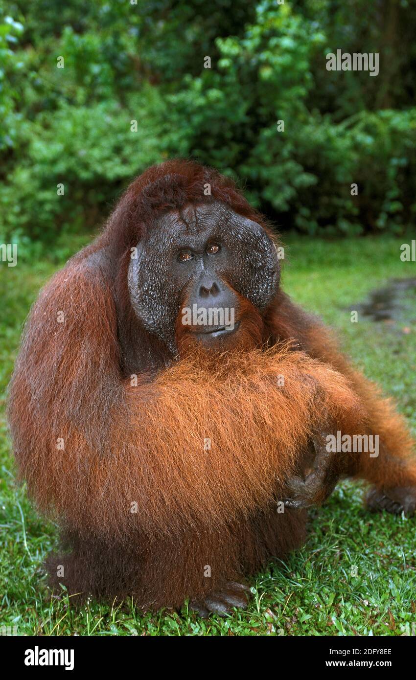 Orang Utan, pongo pygmaeus, Male standing on Grass, Borneo Stock Photo ...