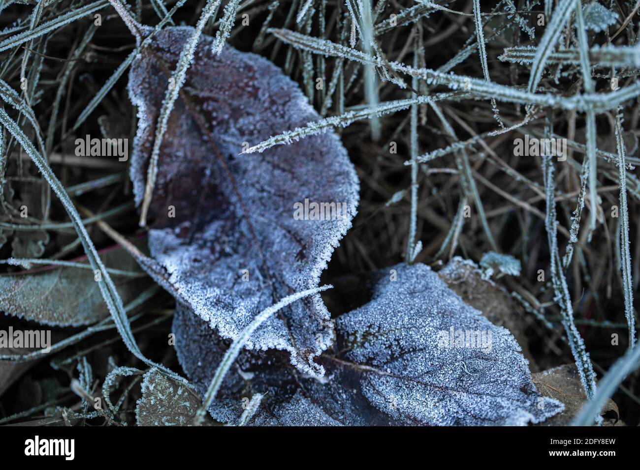 Grass and leaves were frozen with morning frost in the light of the ...