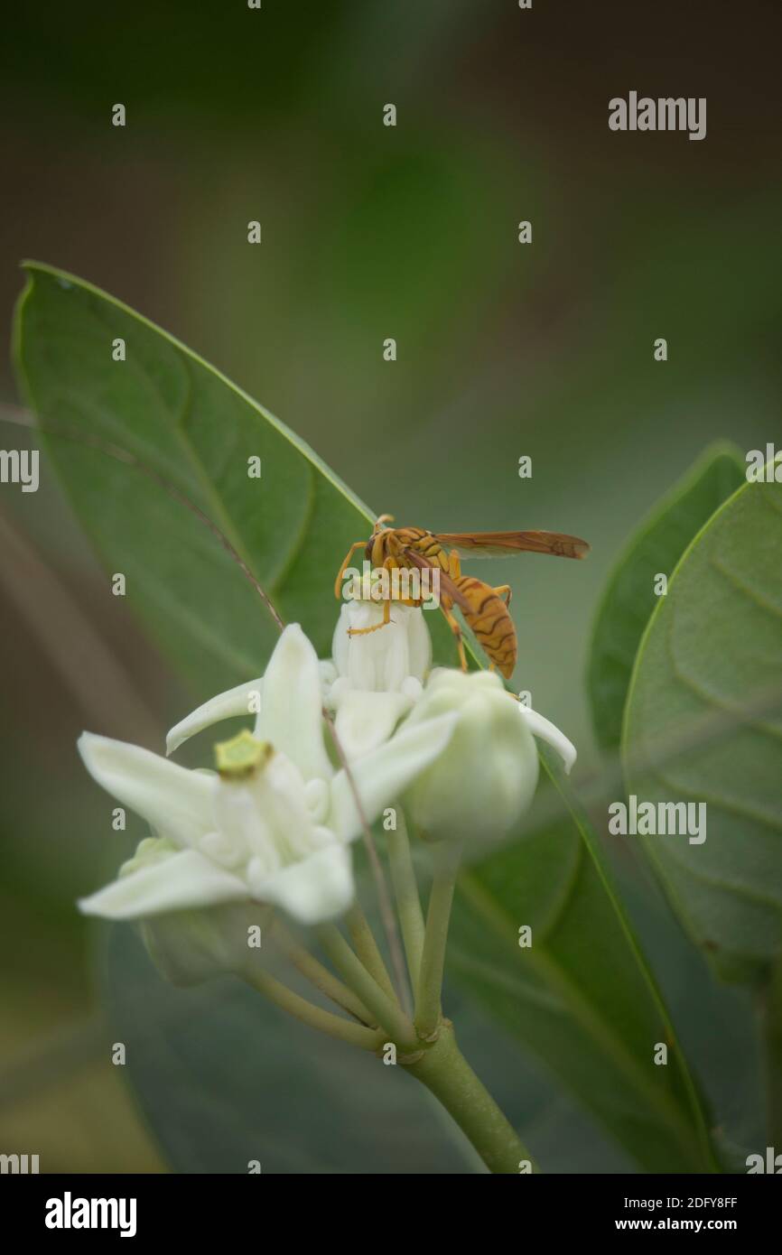 detail of bee or honeybee in Latin Apis Mellifera, european or western honey bee sitting on the violet or white flower Stock Photo