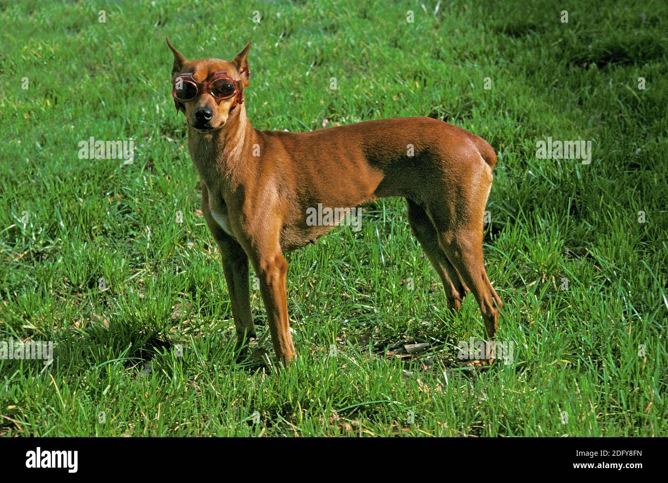 German pinscher ears sales