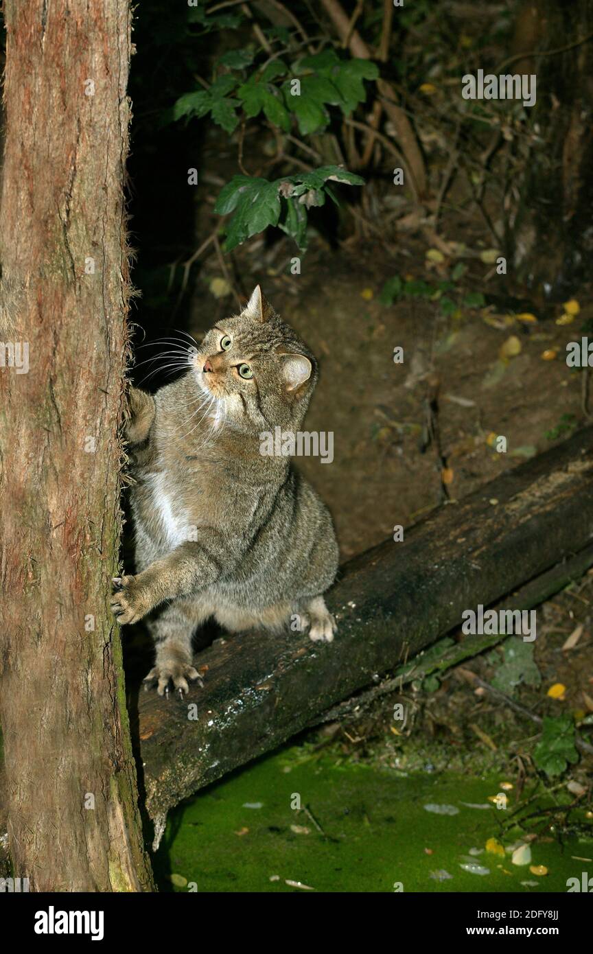 European Wildcat, felis silvestris, Adult climbing Tree Trunk Stock Photo Alamy