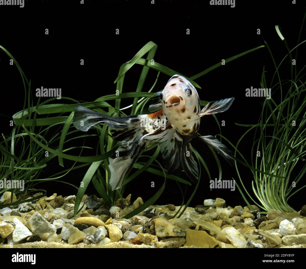 Shubunkin Goldfish, carassius auratus, Aquarium Fish Stock Photo